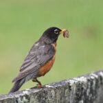 3 einfache Rezepte für typisch amerikanische Desserts