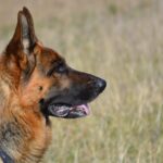 7 Gründe, warum deutsche Bratwürste unschlagbar sind