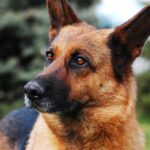 Die besten deutschen Sitten und Bräuche für US-Expats