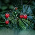 Die besten Food-Dokumentationen auf Amazon Prime