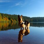 Die interessantesten deutschen Bräuche für US-Expats