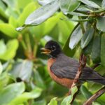 Die Top 10 der amerikanischen Frühstücksgerichte