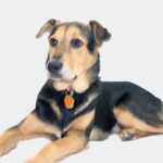 Die Top 10 der deutschen Frühstücksgerichte