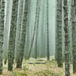 Mit diesen Apps behältst du den Überblick auf deiner USA-Reise