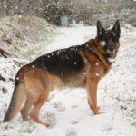 Warum deutsche Bäckereien besser sind als amerikanische