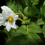 Warum deutsche Kartoffelgerichte besser sind als amerikanische