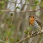 Warum deutsche Marmeladen die USA in den Schatten stellen