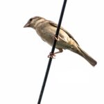 Warum deutsche Sauerkrautsuppen gesünder sind als amerikanisches Fast Food