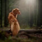 Wie du typisch amerikanische Hot Dogs zu Hause zubereitest